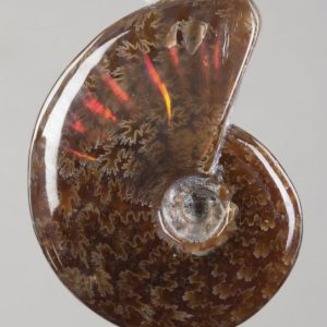 Ammonite Drilled Pendants