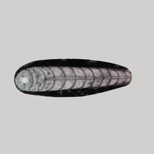 Fossil Orthoceras Drilled Pendant