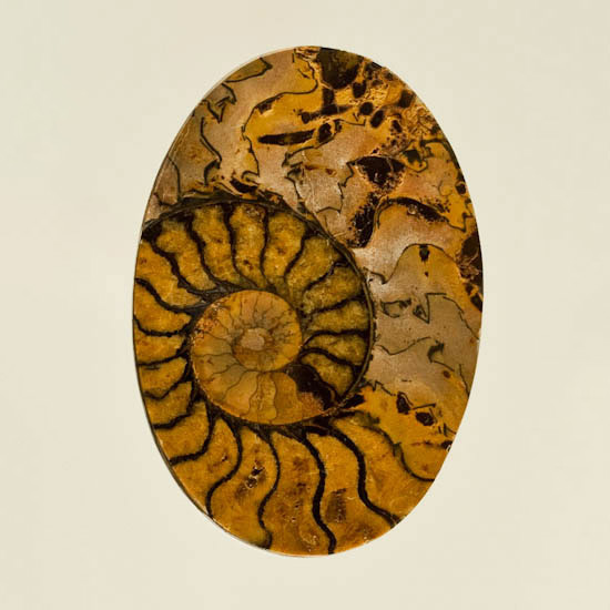Brown Ammonite in Matrix