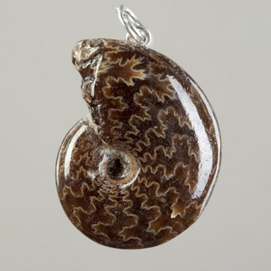Dark Brown Ammonite Pendant