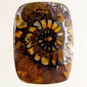 Brown Ammonite in Matrix