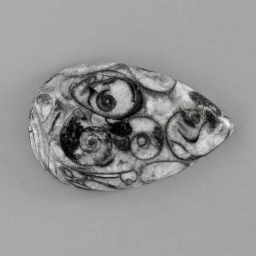 Picasso Ammonite