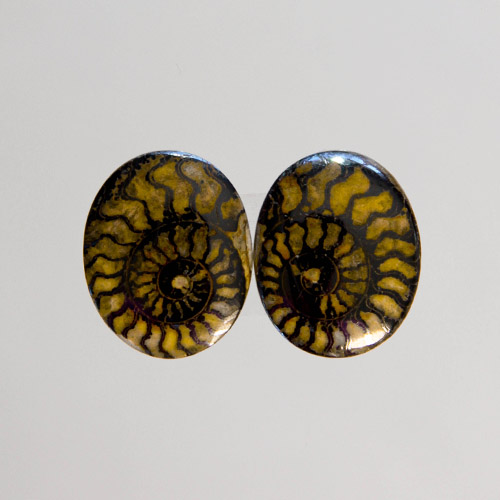 Brown Ammonite in Matrix Pair