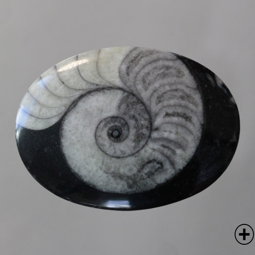 Grey Ammonite in Matrix