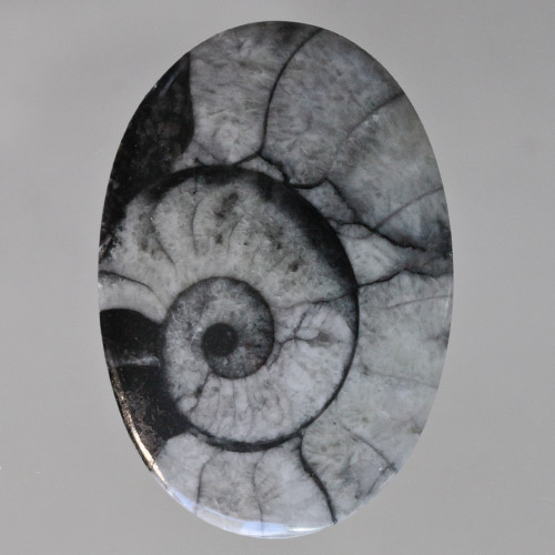 Grey Ammonite in Matrix