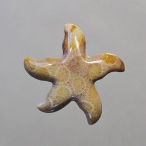 Fossilized Coral Starfish