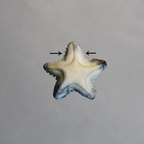 Howellite Starfish Drilled Pendant