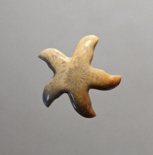 Fossilized Coral Starfish